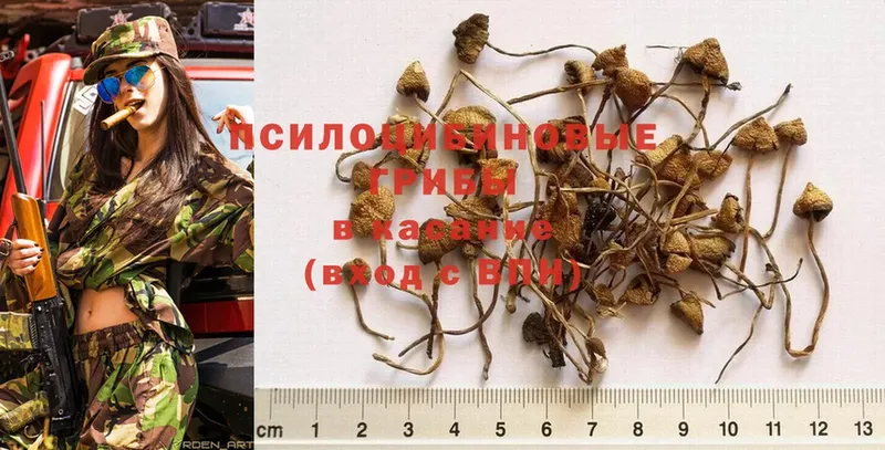 Галлюциногенные грибы Psilocybe  МЕГА ссылка  Фролово 